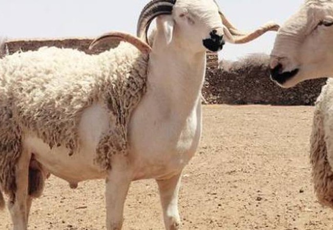 متى موعد عيد الأضحى 2020 فلكي ا طقس العرب