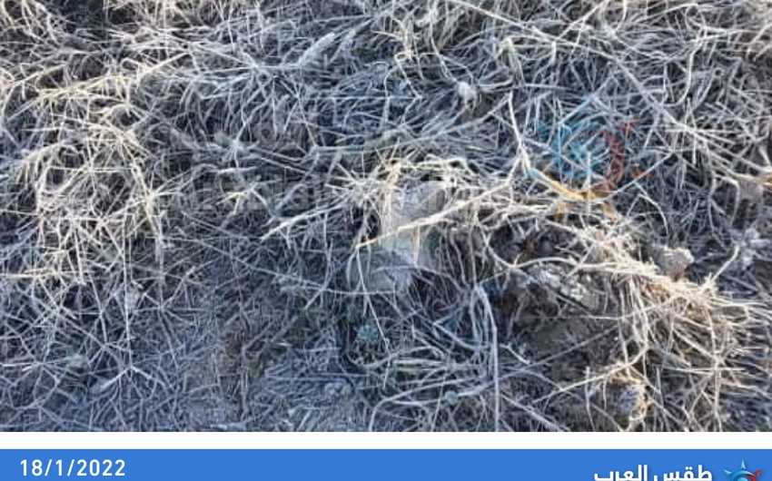 Jordan: Scenes of frost and severe damage to crops this morning in the Jordan Valley