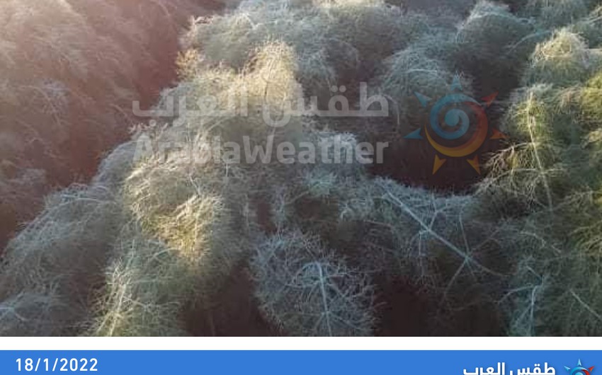 Jordan: Scenes of frost and severe damage to crops this morning in the Jordan Valley