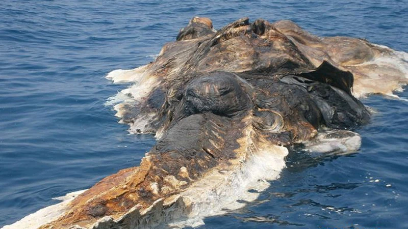 بالصور : البحرية الإيرانية تعثُر على مخلوق غريب في الخليج العربي بالصور : البحرية الإيرانية تعثُر على مخلوق غريب في الخليج العربي