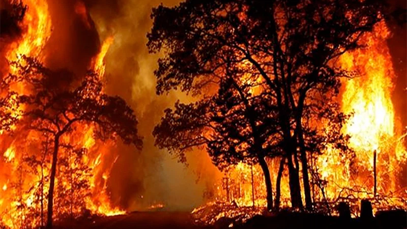 تعبيرية الجفاف يزيد من خطر حرائق الغابات في كاليفورنيا