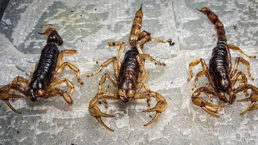 The head of the Climate Information Center reveals the reason for the arrival of scorpions to people&#39;s homes during the impact of heavy rains