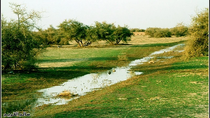 ربيع رفحاء هذا الموسم ربيع رفحاء هذا الموسم