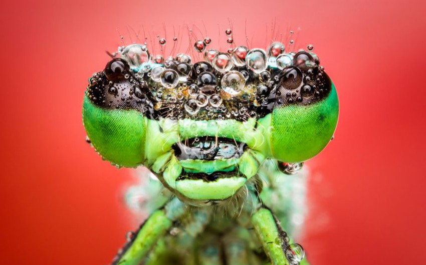 Des photos incroyables : voilà ce qui arrive aux insectes sous les gouttes de pluie