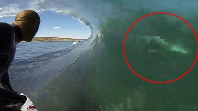 راكب امواج يجد نفسه في مواجهة مباشرة مع سمكة قرش راكب امواج يجد نفسه في مواجهة مباشرة مع سمكة قرش