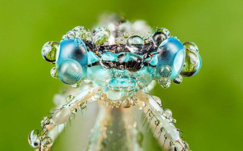 Incredible photos: Close-up shots of insects in raindrops