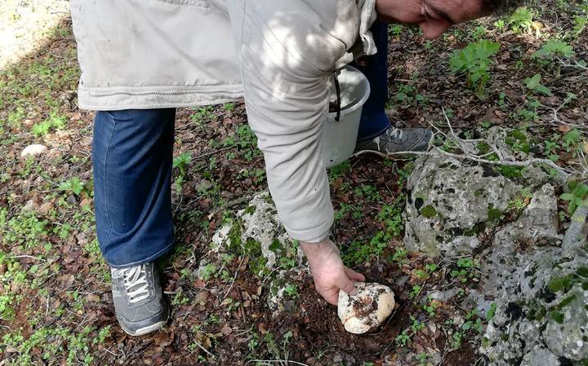 The discovery of mushrooms with the color and taste of maple and mushrooms with the color and taste of catnip in Barqash forests in the Koura district of Irbid Governorate, northern Jordan