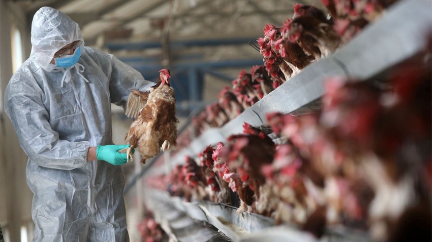 After the emergence of a `highly virulent` disease, Saudi Arabia stopped importing poultry meat and eggs from France