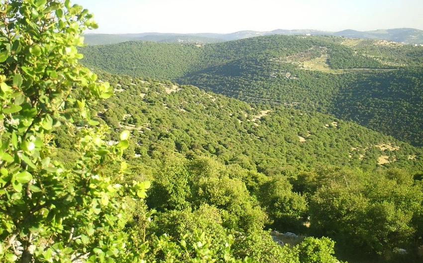 شجرة القيقب ( القطلب) بغابات برقش في لواء الكورة بشمال الأردن 