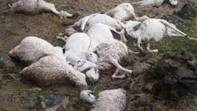 ظاهرة النينيا الأرصاد الأمريكية تتوقع تصاعد ظاهرة النينيا في النصف الثاني من العام