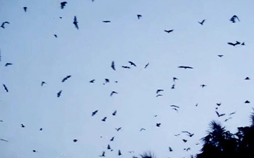 الخفافيش تهاجم عدة قرى في جازان في مشهد شبيه بأفلام الرعب