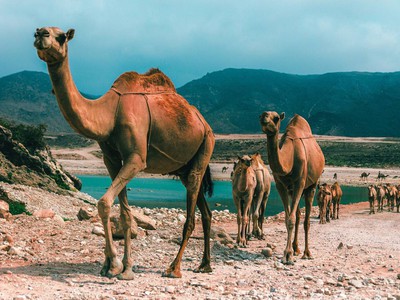 An Arab city welcomes autumn in the midst of summer