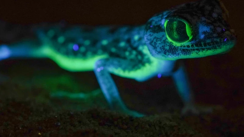 Distinctive lizards that glow in the dark in Saudi Arabia... What is ...
