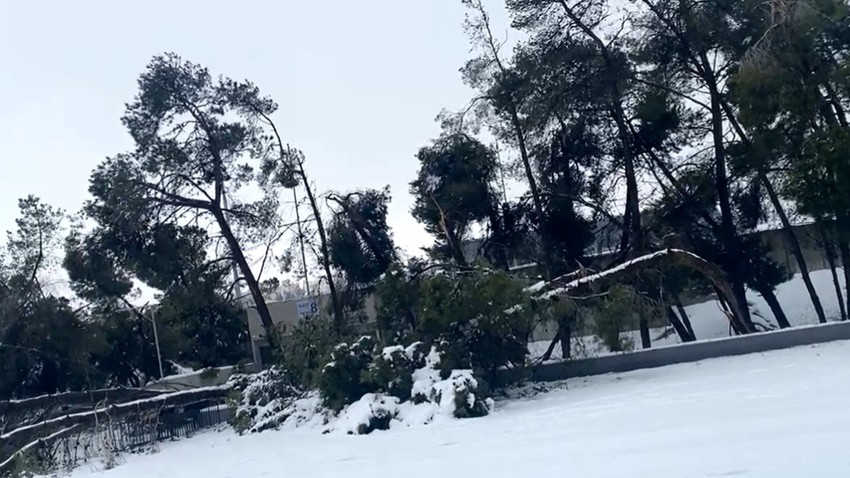 الأردن | سقوط مئات الأشجار في المدينة الرياضية في عمّان خلال المنخفض الجوي