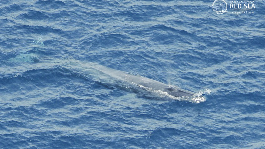 Cinq baleines rares trouvées sur les rives de la mer Rouge en Arabie saoudite