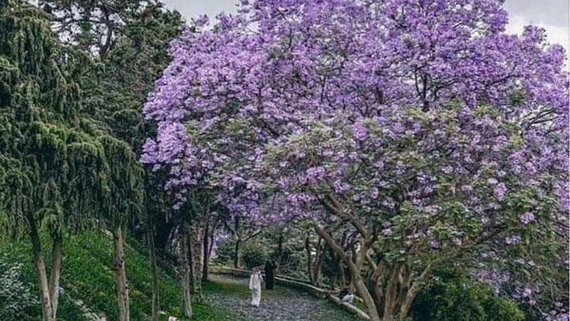 The season of flowering of purple jacaranda trees in Abha.. When does it start? And how long does it last? | ArabiaWeather | ArabiaWeather