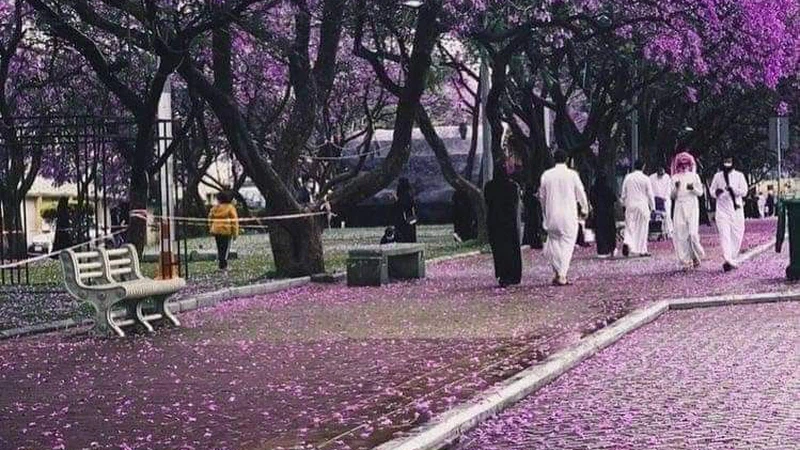 The season of flowering of purple jacaranda trees in Abha.. When does it start? And how long does it last? | ArabiaWeather | ArabiaWeather