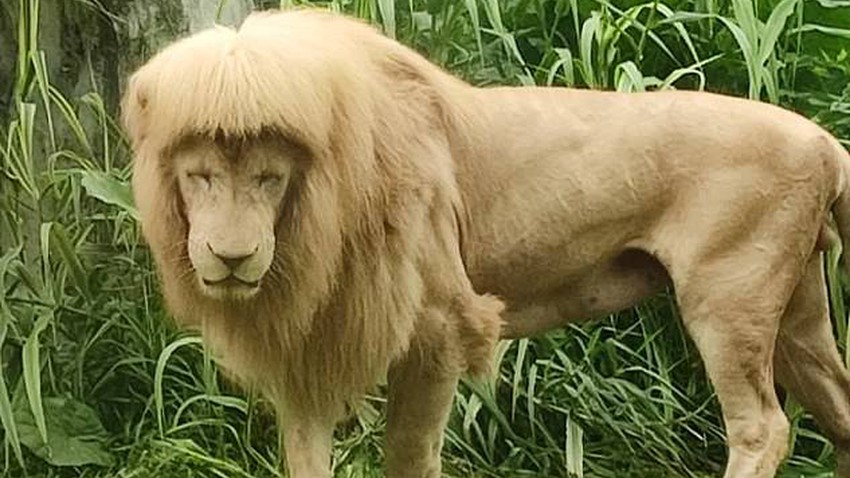 The high humidity makes the lion `Hang Hang` a famous star with a distinctive hairstyle