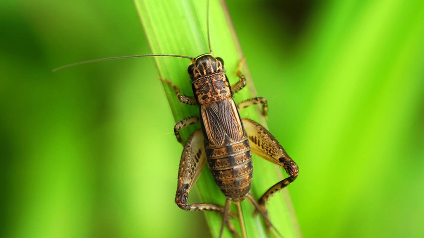 Pourquoi les insectes diminuent-ils en hiver et augmentent-ils en été ?