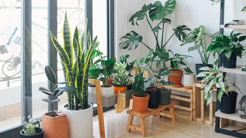 أفضل 5 نباتات داخلية لتنقية الهواء داخل المنزل