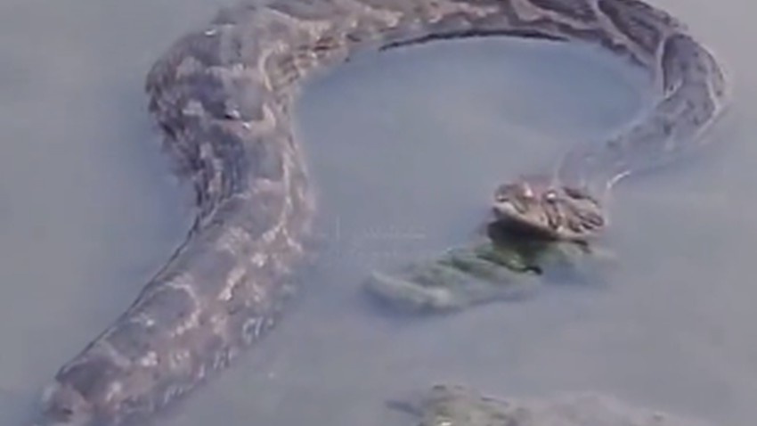 Video | A rare appearance of a huge snake in the Baysh Valley in Jizan raises questions about its type and how dangerous it is