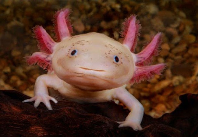 ما لا تعرفه عن عفريت الماء طقس العرب طقس العرب