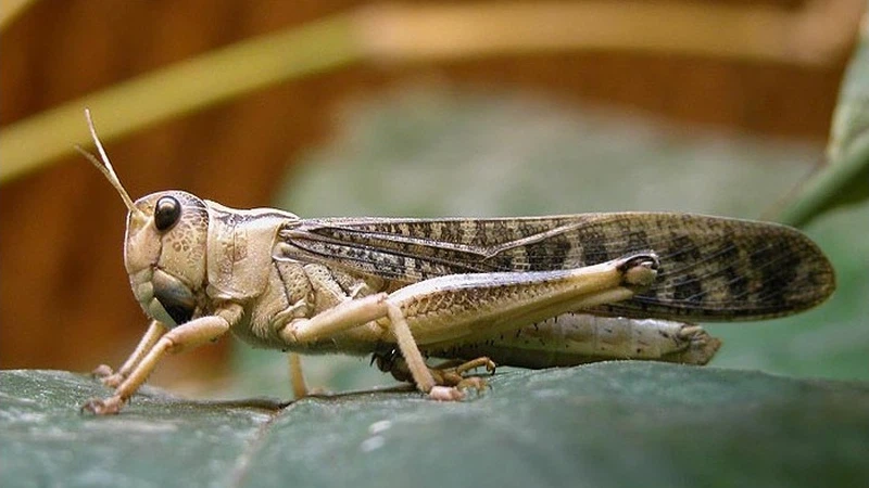 ماهو الجراد ؟ وما هي فوائد و أضرار الجراد وكيف تتم مكافحة الجراد   ماهو الجراد ؟ وما هي فوائد و أضرار الجراد وكيف تتم مكافحة الجراد