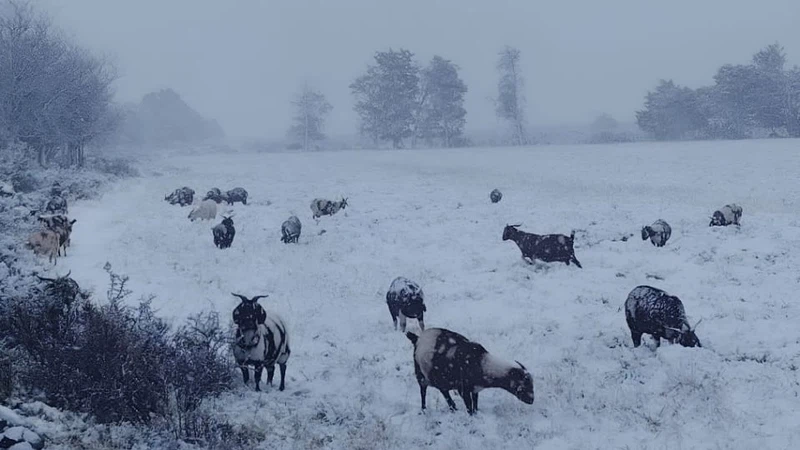عاصفة ثلجية قوية تضرب مرتفعات جنوب أفريقيا | عرب تايم عاصفة ثلجية قوية تضرب مرتفعات جنوب أفريقيا | عرب تايم
