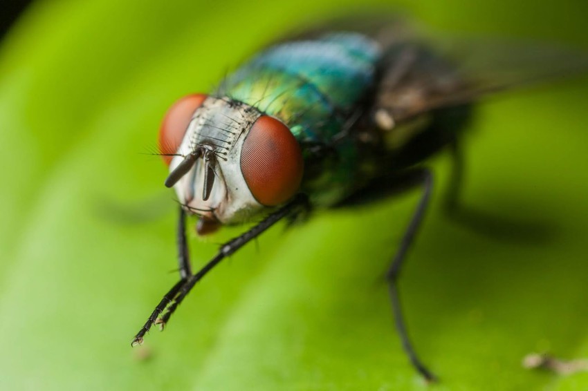 Fly Hand Thing Why do flies rub their hands as if they are preparing for an evil act ...