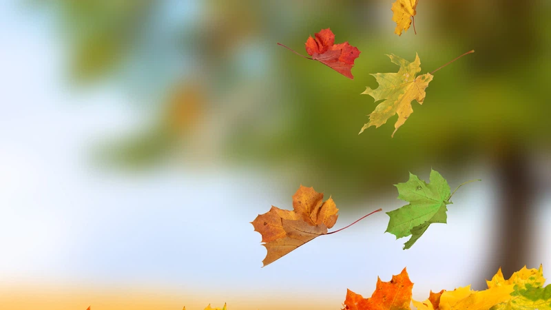 لماذا تتساقط أوراق الأشجار في الخريف؟!