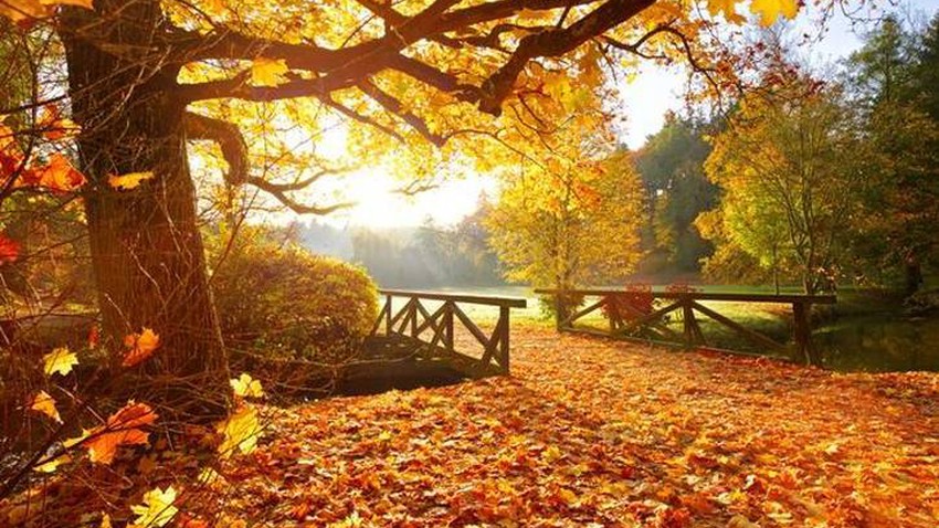 لماذا يتغير لون أوراق الأشجار في فصل الخريف؟ ولماذا تتعدد الألوان بين الأصفر والأحمر؟