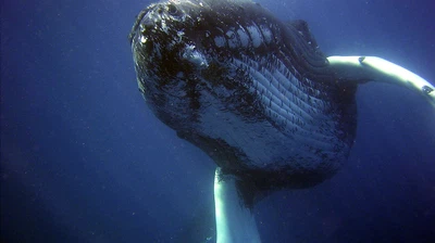 Did you know | The tongue of a blue whale weighs more than that of a female elephant | ArabiaWeather | ArabiaWeather
