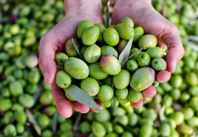 Will Egypt Retreat From Its First Position In The World In Olive Production After Losses Exceeding 50 For This Season Arabiaweather Arabiaweather