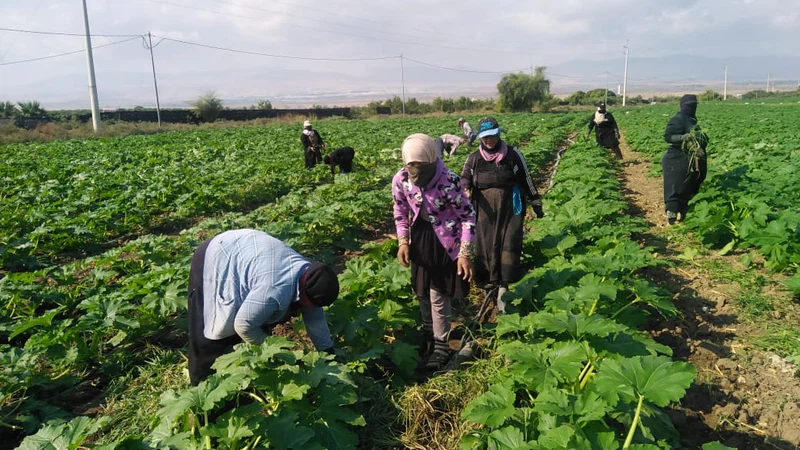 Jordan Rural Jordan Valley Authority: Providing farmers in the Jordan Valley with ...