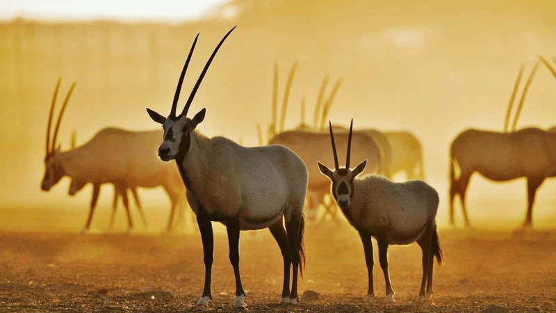 Pictures | The release of 40 rare endangered animals in the King Khalid Royal Reserve in Saudi Arabia | ArabiaWeather | ArabiaWeather