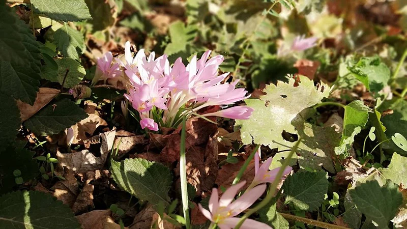 الزهرة البرية  الزهرة البرية