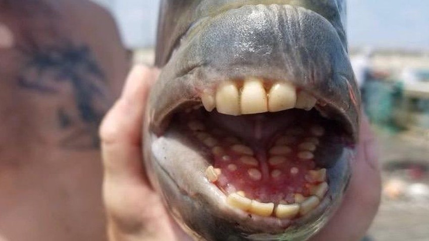 العثور على سمكة نادرة بأسنان "بشرية" في ولاية كارولينا الشمالية