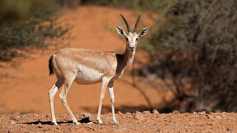 Animals that used to live on the lands of Saudi Arabia, but they have become completely extinct.. Learn about them and the reasons for their extinction