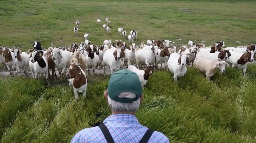 Spain recruits a herd of goats and sheep to tackle the threat of forest fires
