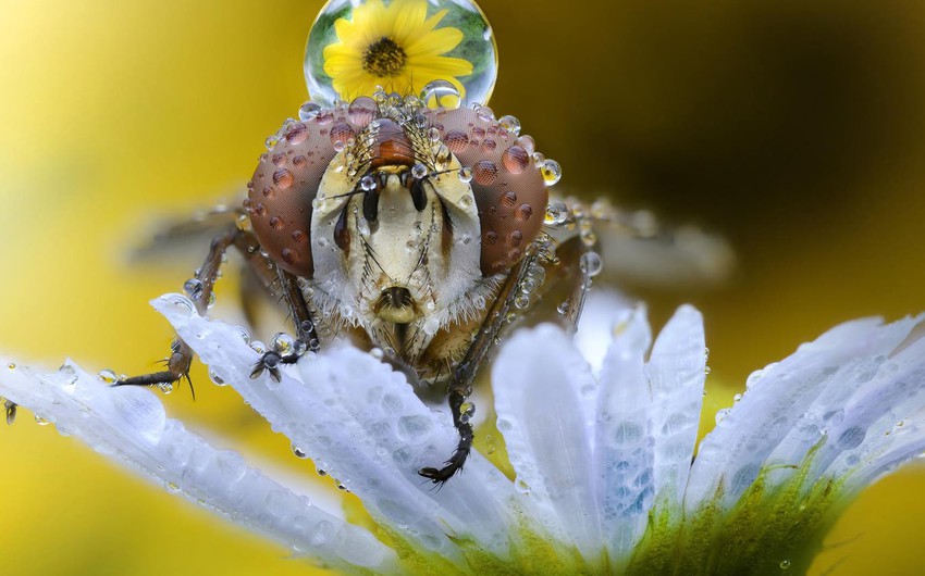 Des photos incroyables : voilà ce qui arrive aux insectes sous les gouttes de pluie