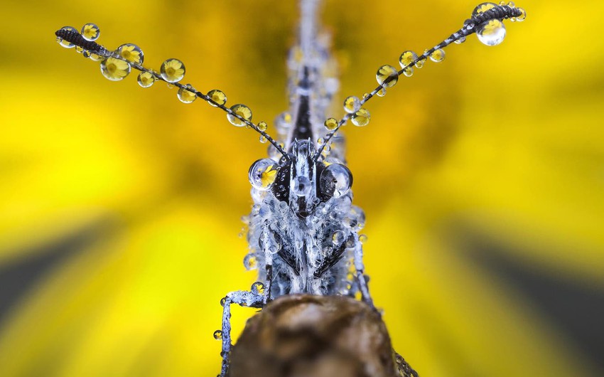 صور في غاية الروعة: هذا ما يحدث للحشرات تحت قطرات المطر