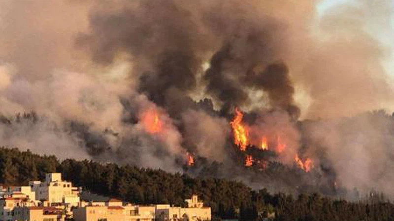 حريق الكمالية والتفاصيل الكاملة..كيف بدأ وكيف أعيدت الخيول التي هربت حريق الكمالية والتفاصيل الكاملة..كيف بدأ وكيف أعيدت الخيول التي هربت