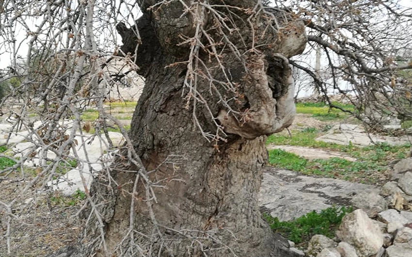 شجرة سيدنا الخضر في بلدة كفركيفيا بلواء الكورة في اربد  تحتضر... شاهد الصور