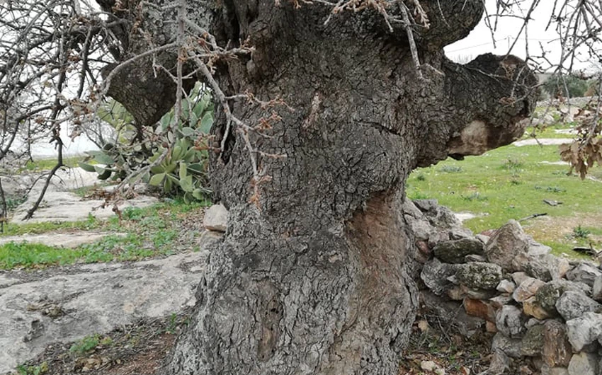 المركز الوطني للبحوث الزراعية يطلق خطة لإنقاذ شجرة " الخضر " في منطقة " النقيع " الواقعة بين بلدتي عنبة وكفر كيفيا.
