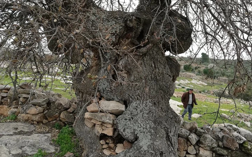 The tree of our master al-Khader in the town of Kafr Kifa, in the Koura district of Irbid, is dying... See the photos