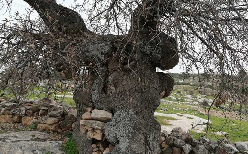 The tree of our master al-Khader in the town of Kafr Kifa, in the Koura district of Irbid, is dying... See the photos