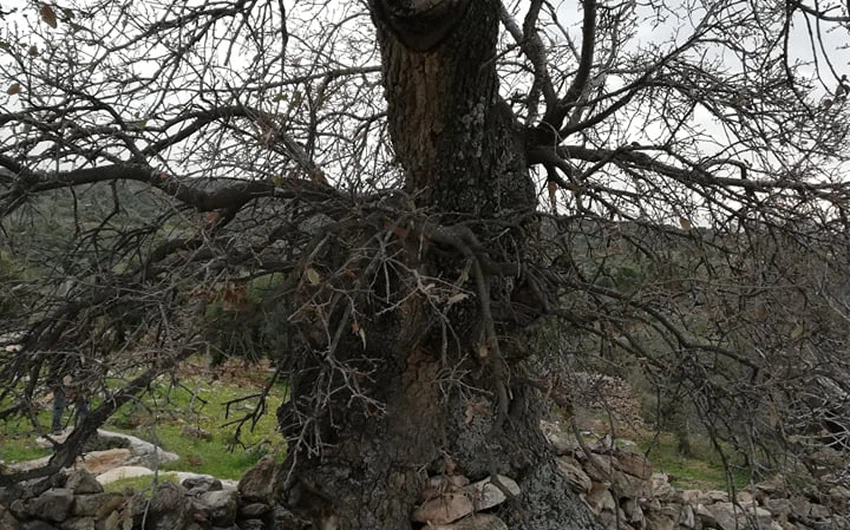 شجرة سيدنا الخضر في بلدة كفركيفيا بلواء الكورة في اربد  تحتضر... شاهد الصور