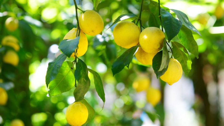 6 فوائد لليمون... منها الحفاظ على صحة القلب 