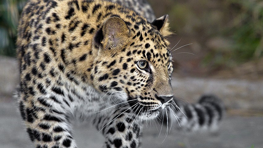 أفضل الأماكن لمشاهدة النمور في إفريقيا أو الفهود كما ن سم يها طقس العرب طقس العرب