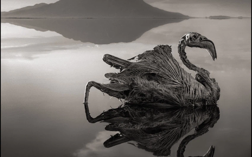 بُحيرة ناترون القاتلة تُحول الحيوانات إلى تماثيل 